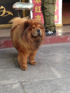 Nanjing pooch