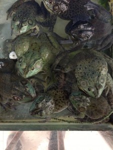 Frogs for sale