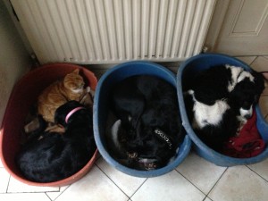 Three dogs and a bossy cat in happier days