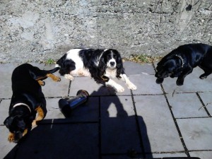 Three dogs in the sun